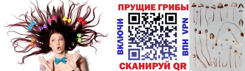 ссылка на мегу ONION  магазин продажи   Нестеровская  Псилоцибиновые грибы ЛСД 